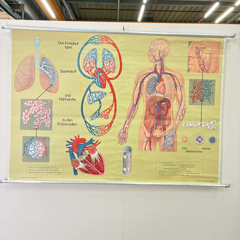 Vintage Schulkarte – Atmung & Blutkreislauf – Hagemann Biologie Medizin Lehrtafel Rollbild Gebraucht