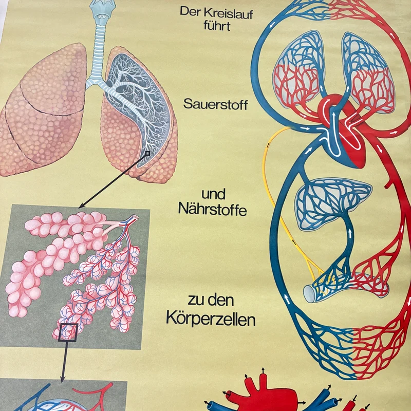 Vintage Schulkarte – Atmung & Blutkreislauf – Hagemann Biologie Medizin Lehrtafel Rollbild Gebraucht