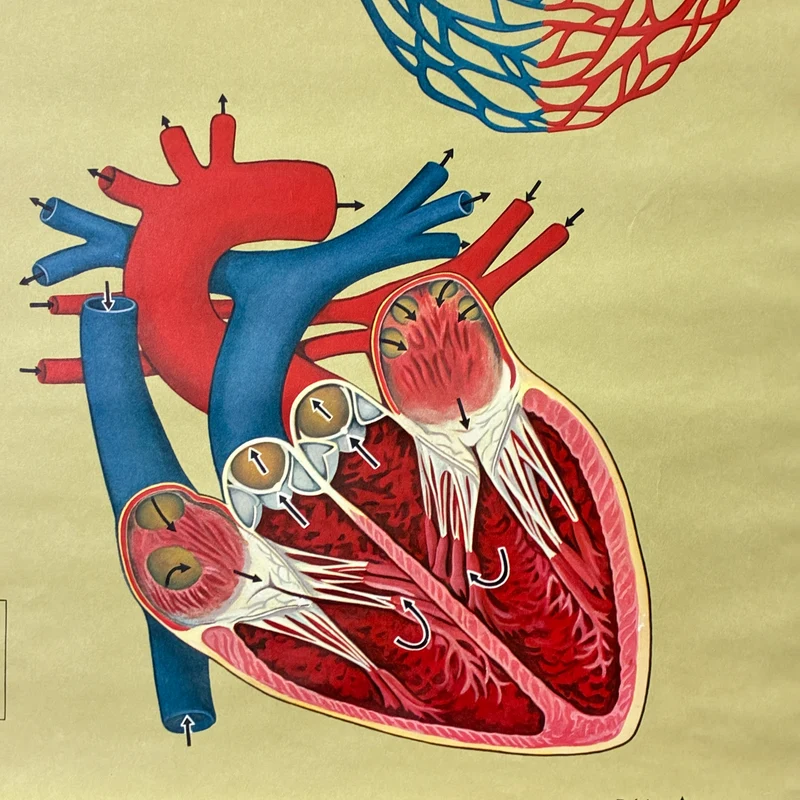 Vintage Schulkarte – Atmung & Blutkreislauf – Hagemann Biologie Medizin Lehrtafel Rollbild Gebraucht