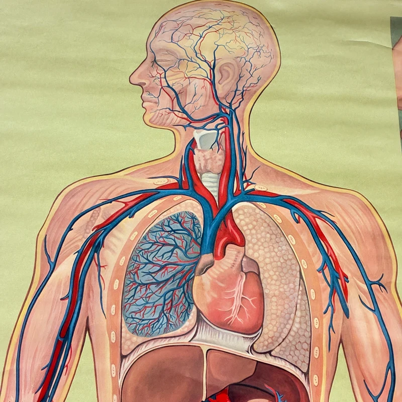 Vintage Schulkarte – Atmung & Blutkreislauf – Hagemann Biologie Medizin Lehrtafel Rollbild Gebraucht
