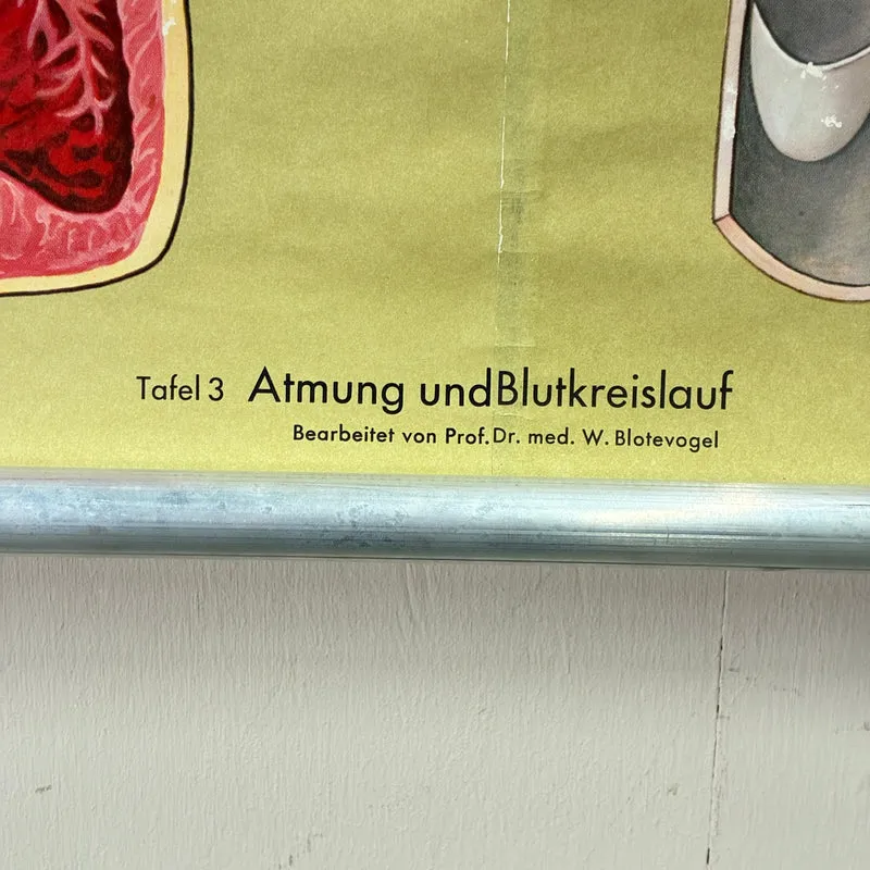 Vintage Schulkarte – Atmung & Blutkreislauf – Hagemann Biologie Medizin Lehrtafel Rollbild Gebraucht