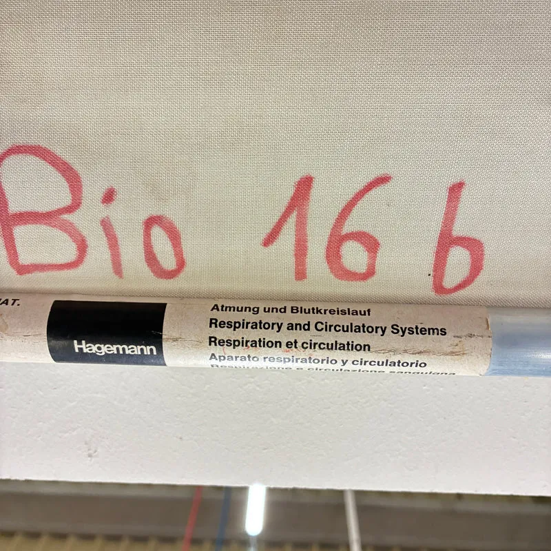 Vintage Schulkarte – Atmung & Blutkreislauf – Hagemann Biologie Medizin Lehrtafel Rollbild Gebraucht