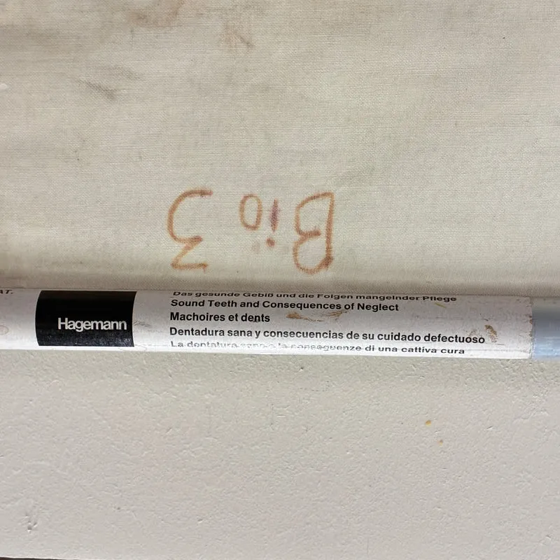 Vintage Schulkarte – Das Gebiss – Hagemann Biologie Medizin Lehrtafel Rollbild Gebraucht