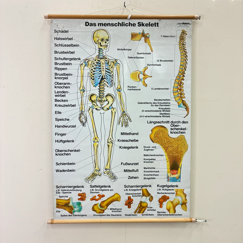 Vintage Schulkarte – Das menschliche Skelett – Biologie Medizin Lehrtafel Rollbild Gebraucht