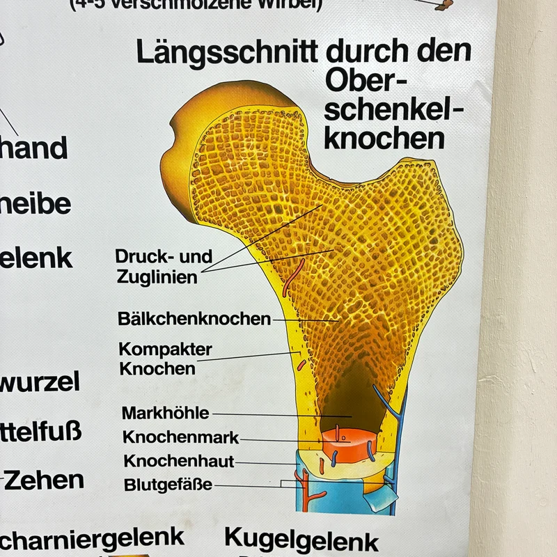 Vintage Schulkarte – Das menschliche Skelett – Biologie Medizin Lehrtafel Rollbild Gebraucht