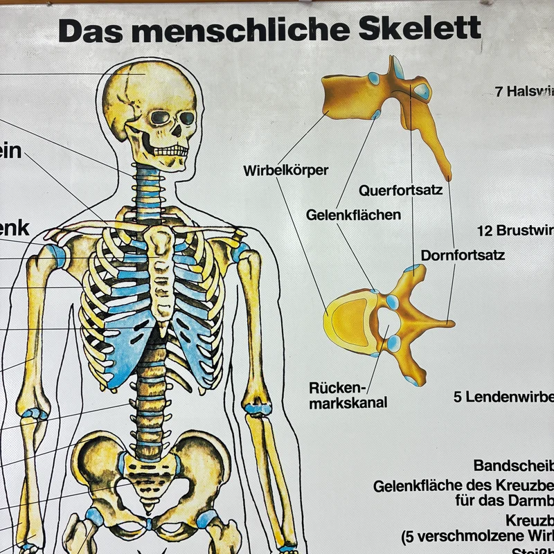 Vintage Schulkarte – Das menschliche Skelett – Biologie Medizin Lehrtafel Rollbild Gebraucht