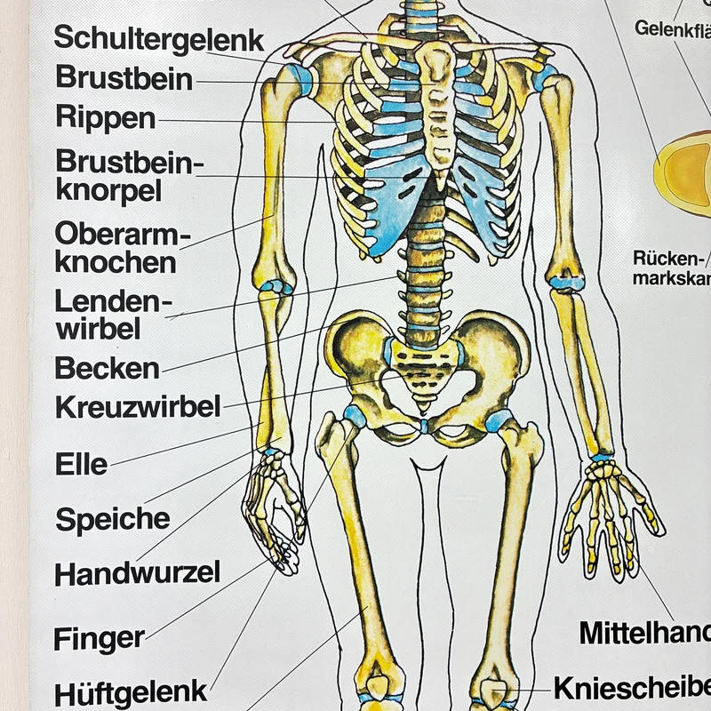 Vintage Schulkarte – Das menschliche Skelett – Biologie Medizin Lehrtafel Rollbild Gebraucht