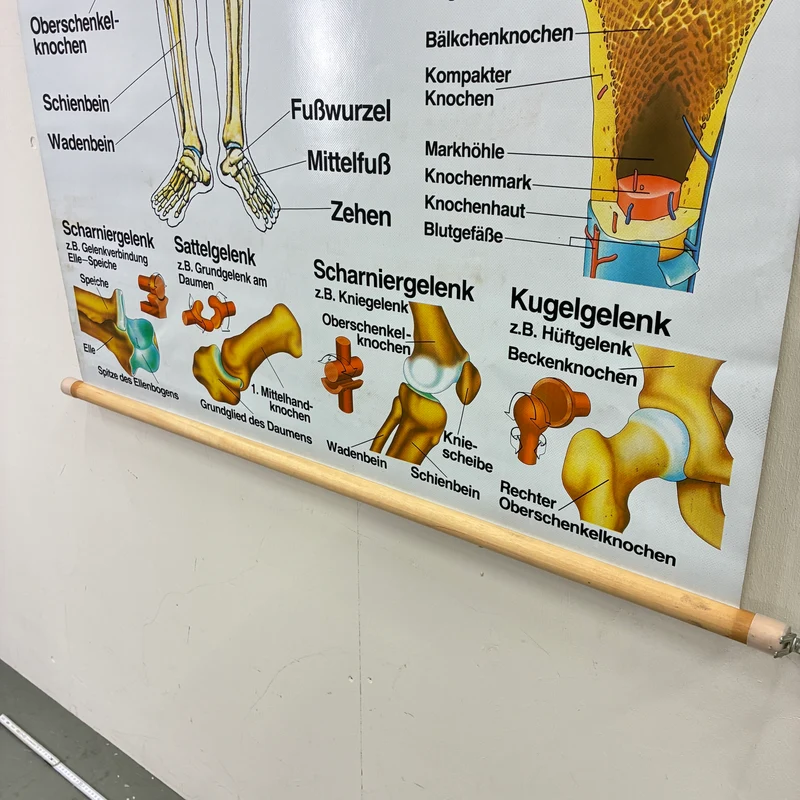 Vintage Schulkarte – Das menschliche Skelett – Biologie Medizin Lehrtafel Rollbild Gebraucht