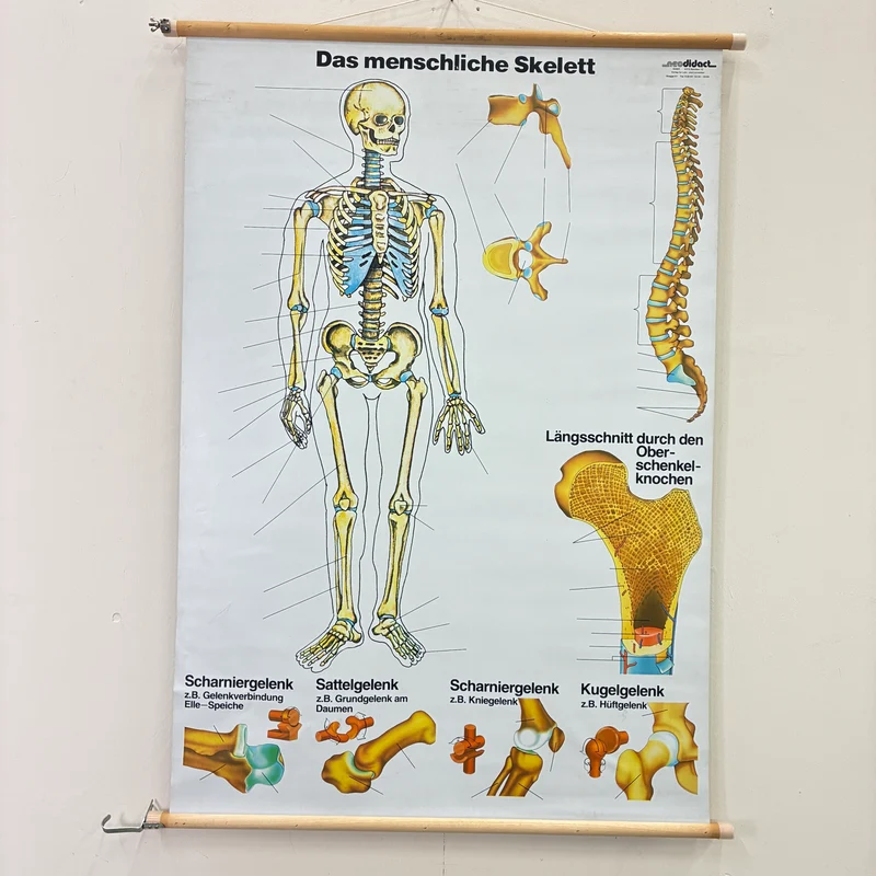 Vintage Schulkarte – Das menschliche Skelett – Biologie Medizin Lehrtafel Rollbild Gebraucht