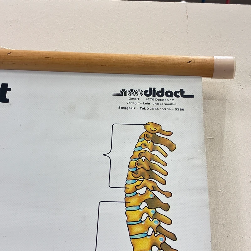 Vintage Schulkarte – Das menschliche Skelett – Biologie Medizin Lehrtafel Rollbild Gebraucht