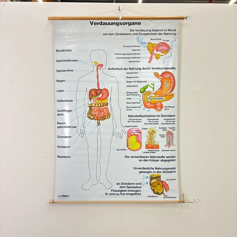 Vintage Schulkarte – Verdauungskarte Übungskarte – Biologie Medizin Lehrtafel Rollbild Gebraucht