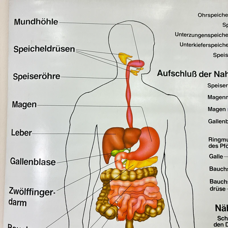 Vintage Schulkarte – Verdauungskarte Übungskarte – Biologie Medizin Lehrtafel Rollbild Gebraucht