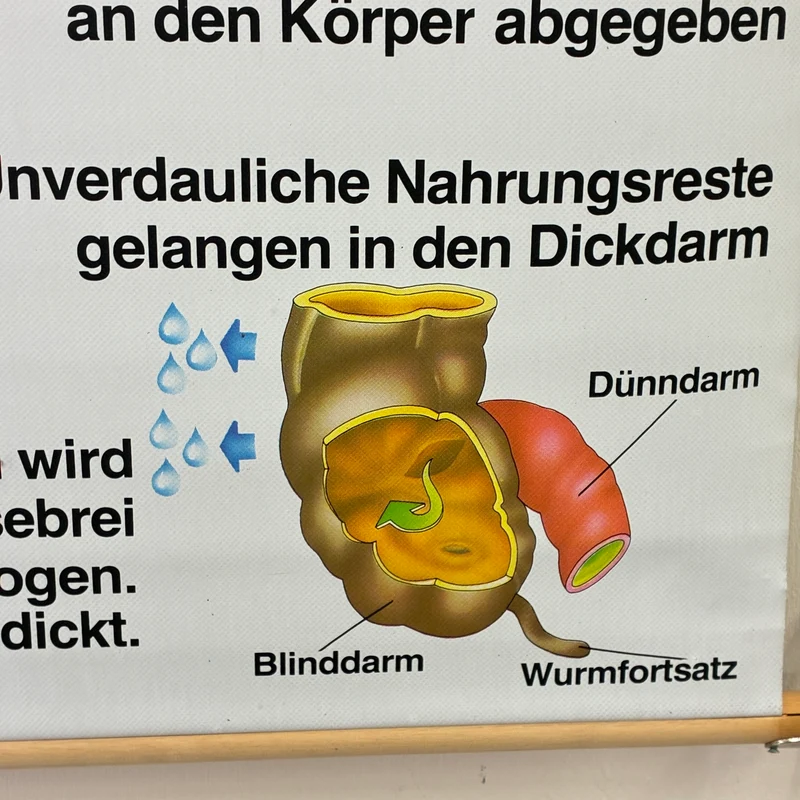 Vintage Schulkarte – Verdauungskarte Übungskarte – Biologie Medizin Lehrtafel Rollbild Gebraucht
