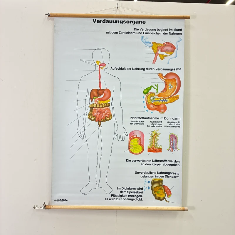 Vintage Schulkarte – Verdauungskarte Übungskarte – Biologie Medizin Lehrtafel Rollbild Gebraucht
