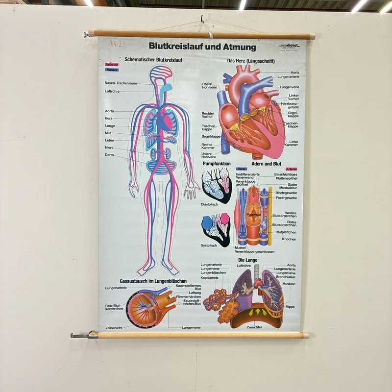 Vintage Schulkarte – Blutkreislauf & Atmung Übungskarte – Biologie Medizin Lehrtafel Rollbild Gebraucht