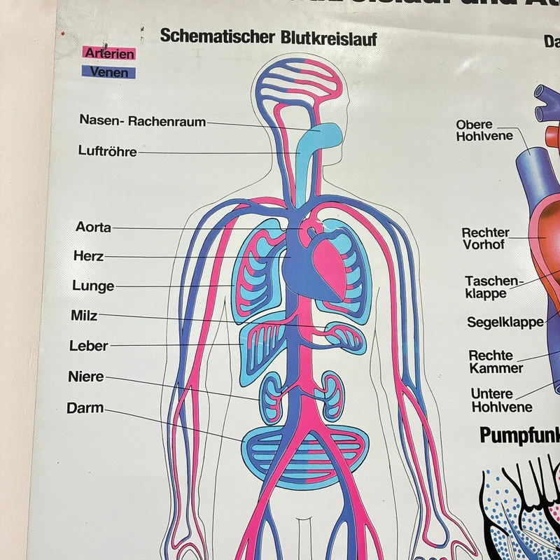 Vintage Schulkarte – Blutkreislauf & Atmung Übungskarte – Biologie Medizin Lehrtafel Rollbild Gebraucht