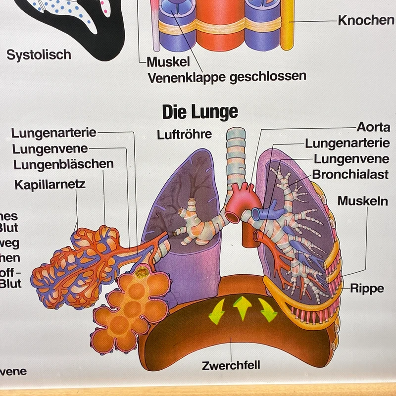 Vintage Schulkarte – Blutkreislauf & Atmung Übungskarte – Biologie Medizin Lehrtafel Rollbild Gebraucht