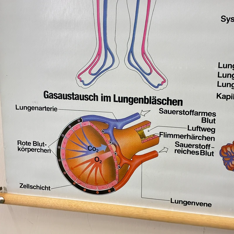 Vintage Schulkarte – Blutkreislauf & Atmung Übungskarte – Biologie Medizin Lehrtafel Rollbild Gebraucht