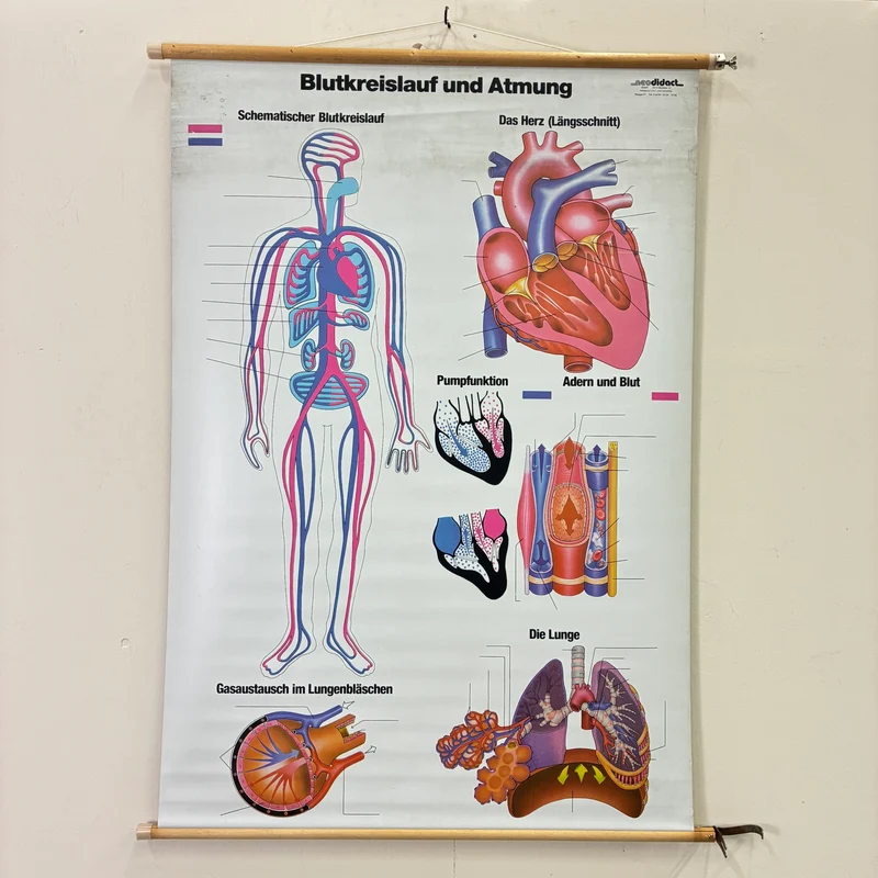 Vintage Schulkarte – Blutkreislauf & Atmung Übungskarte – Biologie Medizin Lehrtafel Rollbild Gebraucht
