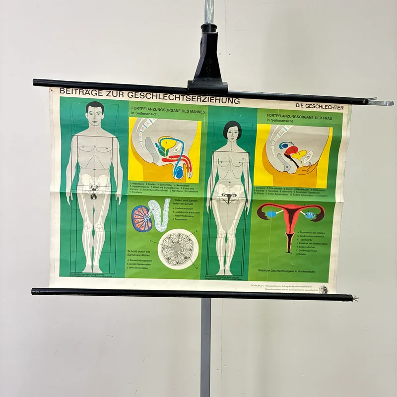 Vintage Schulkarte – Die Geschlechter – Biologie Medizin Lehrtafel Rollbild Gebraucht