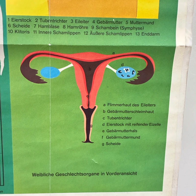 Vintage Schulkarte – Die Geschlechter – Biologie Medizin Lehrtafel Rollbild Gebraucht