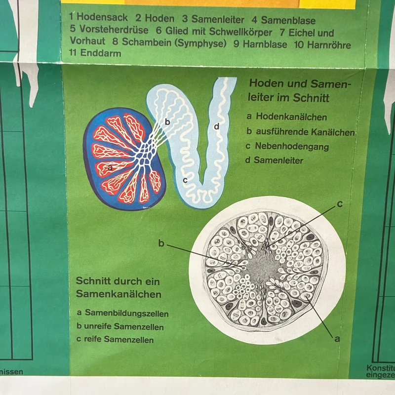 Vintage Schulkarte – Die Geschlechter – Biologie Medizin Lehrtafel Rollbild Gebraucht