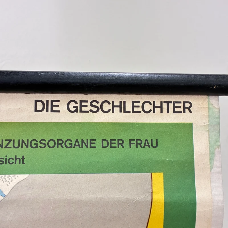 Vintage Schulkarte – Die Geschlechter – Biologie Medizin Lehrtafel Rollbild Gebraucht