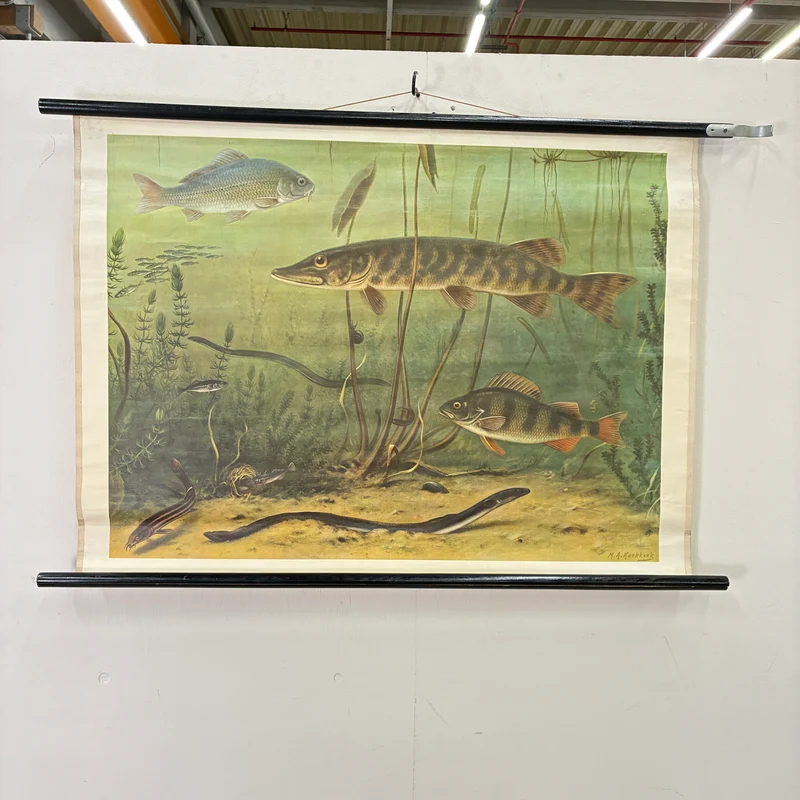 Vintage Schulwandkarte – Süßwasserfische Hecht & Flussbarsch – Biologie Lehrtafel Rollbild Gebraucht