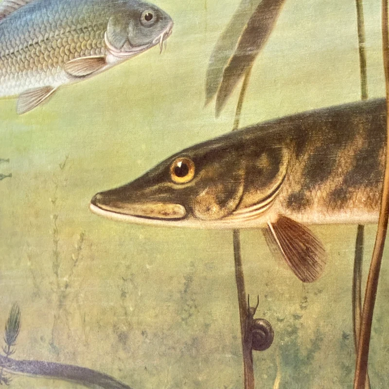 Vintage Schulwandkarte – Süßwasserfische Hecht & Flussbarsch – Biologie Lehrtafel Rollbild Gebraucht