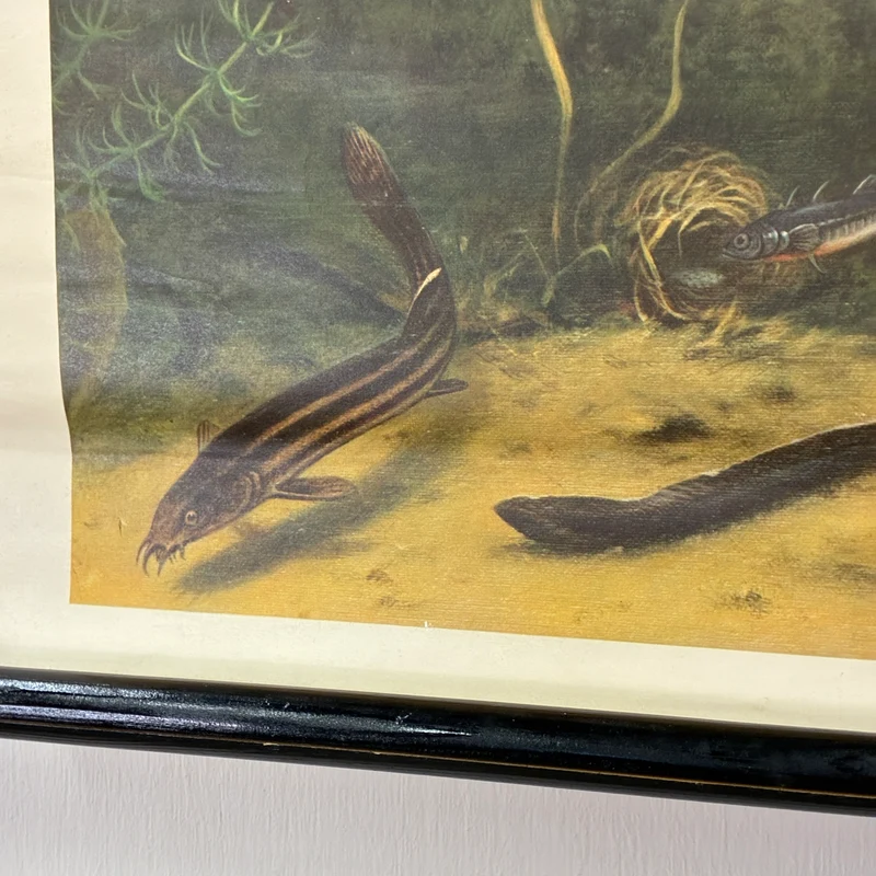 Vintage Schulwandkarte – Süßwasserfische Hecht & Flussbarsch – Biologie Lehrtafel Rollbild Gebraucht