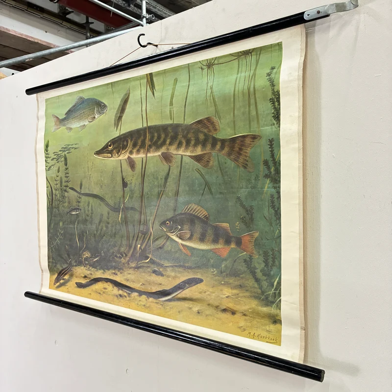 Vintage Schulwandkarte – Süßwasserfische Hecht & Flussbarsch – Biologie Lehrtafel Rollbild Gebraucht