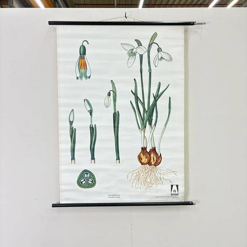 Vintage Schulkarte – Das Schneeglöckchen – Biologie Botanik Lehrtafel Rollbild Gebraucht