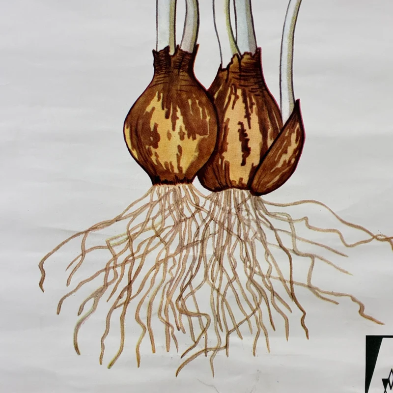 Vintage Schulkarte – Das Schneeglöckchen – Biologie Botanik Lehrtafel Rollbild Gebraucht