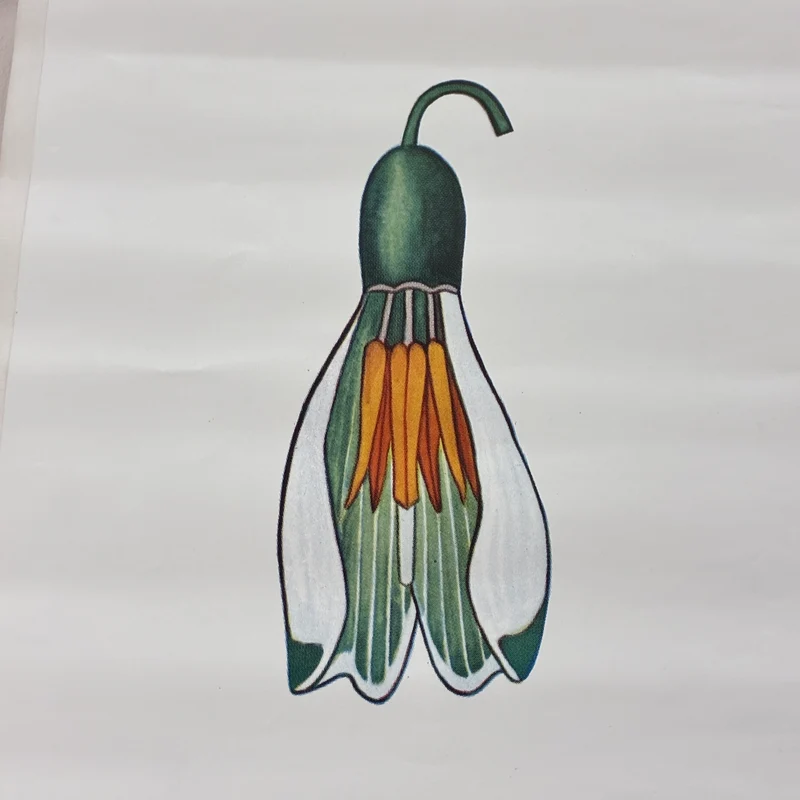 Vintage Schulkarte – Das Schneeglöckchen – Biologie Botanik Lehrtafel Rollbild Gebraucht