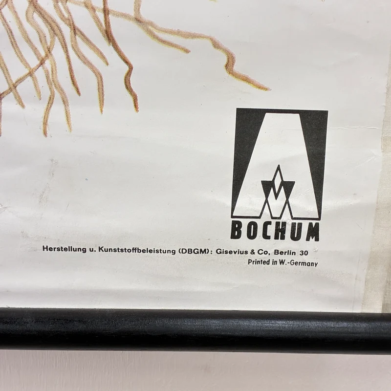 Vintage Schulkarte – Das Schneeglöckchen – Biologie Botanik Lehrtafel Rollbild Gebraucht
