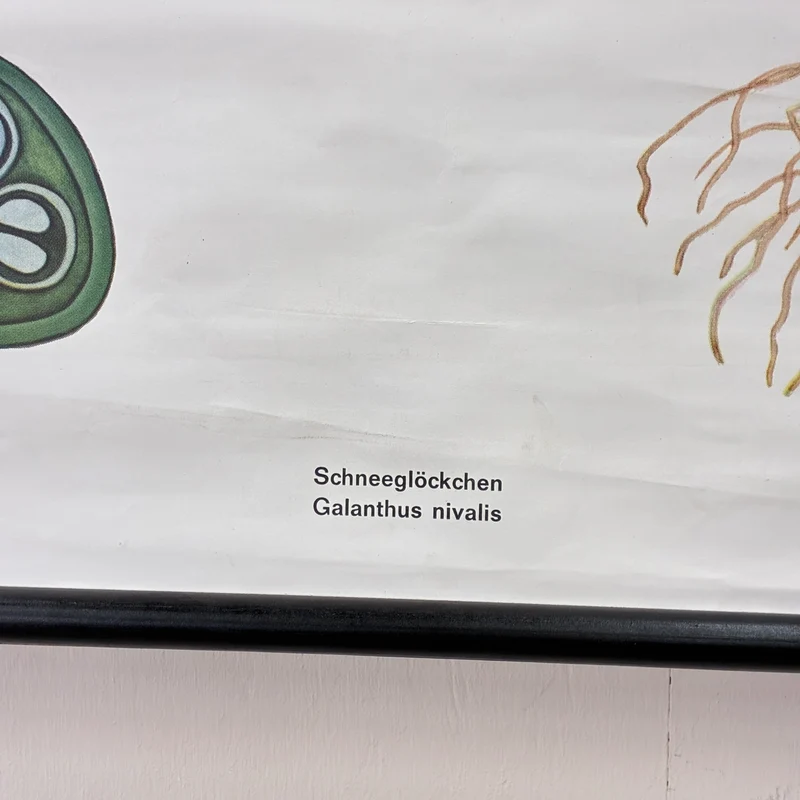 Vintage Schulkarte – Das Schneeglöckchen – Biologie Botanik Lehrtafel Rollbild Gebraucht