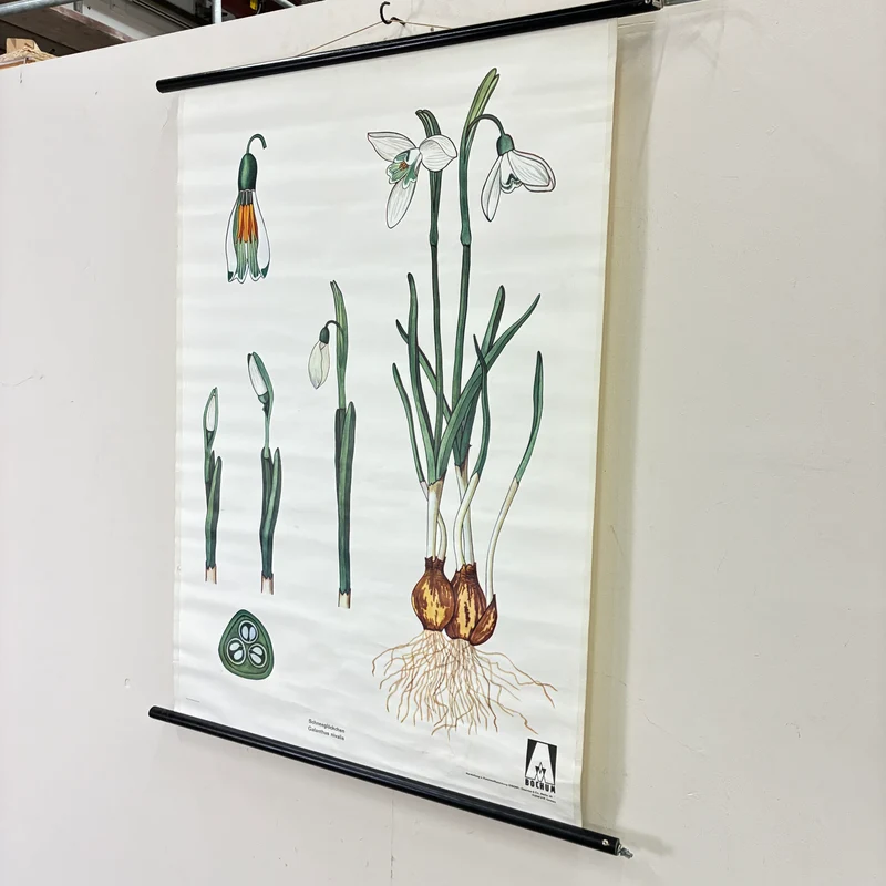 Vintage Schulkarte – Das Schneeglöckchen – Biologie Botanik Lehrtafel Rollbild Gebraucht