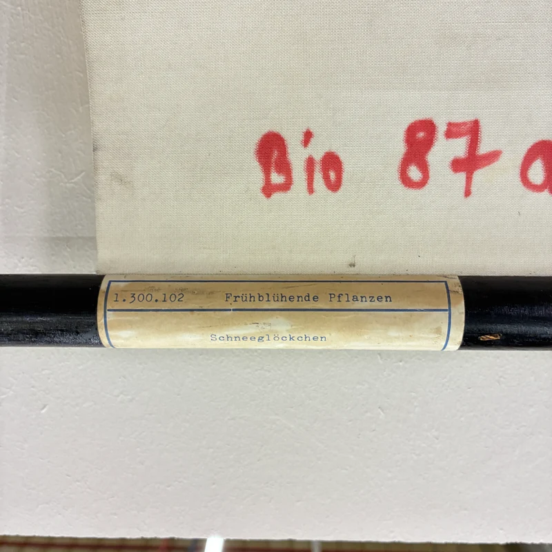 Vintage Schulkarte – Das Schneeglöckchen – Biologie Botanik Lehrtafel Rollbild Gebraucht