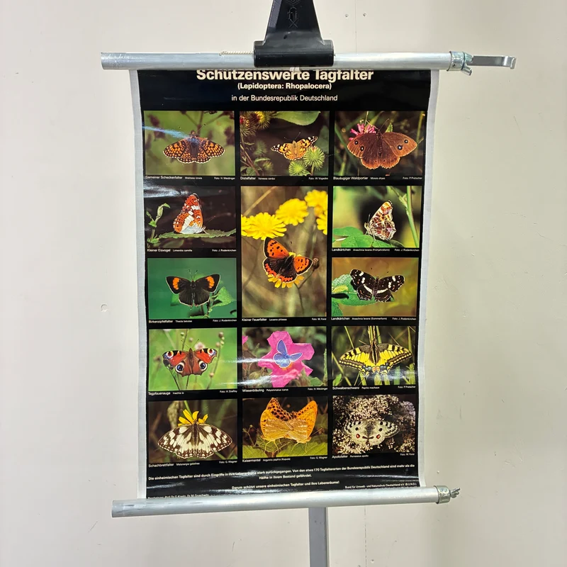 Vintage Schulkarte – Schützenswerte Tagfalter – Biologie Lehrtafel Rollbild Gebraucht