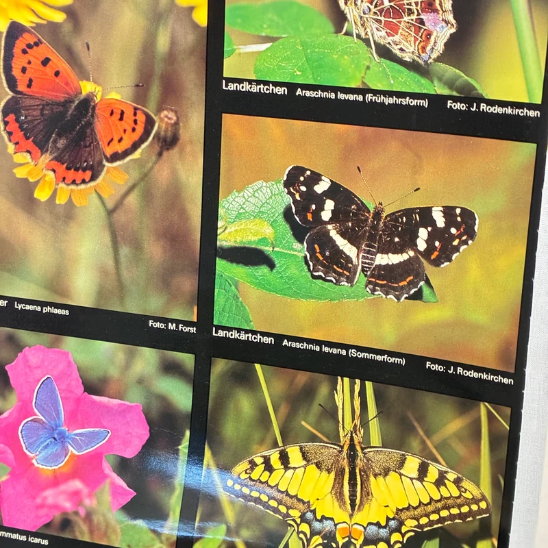 Vintage Schulkarte – Schützenswerte Tagfalter – Biologie Lehrtafel Rollbild Gebraucht