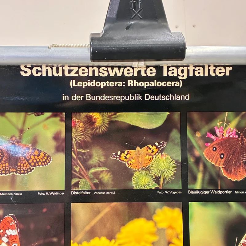 Vintage Schulkarte – Schützenswerte Tagfalter – Biologie Lehrtafel Rollbild Gebraucht