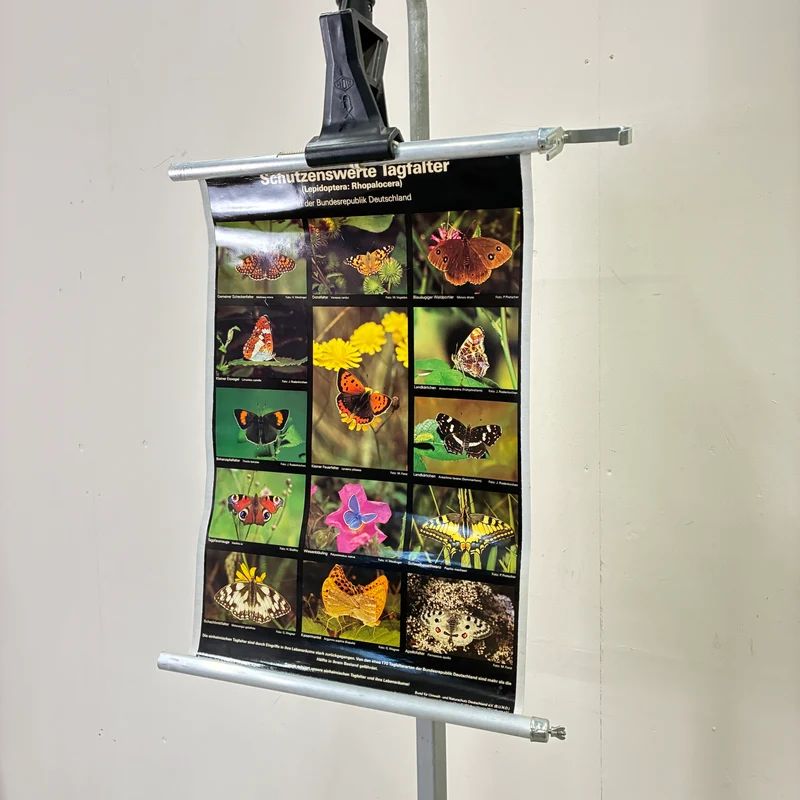Vintage Schulkarte – Schützenswerte Tagfalter – Biologie Lehrtafel Rollbild Gebraucht
