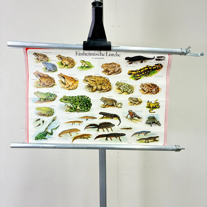Vintage Schulkarte – Einheimische Lurche – Biologie Lehrtafel Rollbild Gebraucht