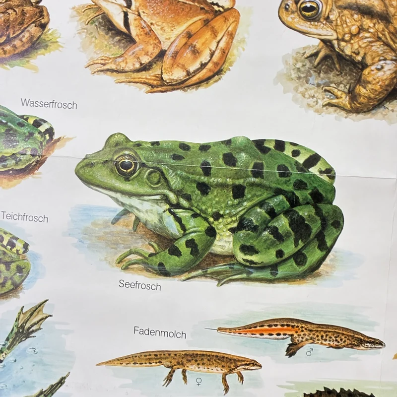 Vintage Schulkarte – Einheimische Lurche – Biologie Lehrtafel Rollbild Gebraucht