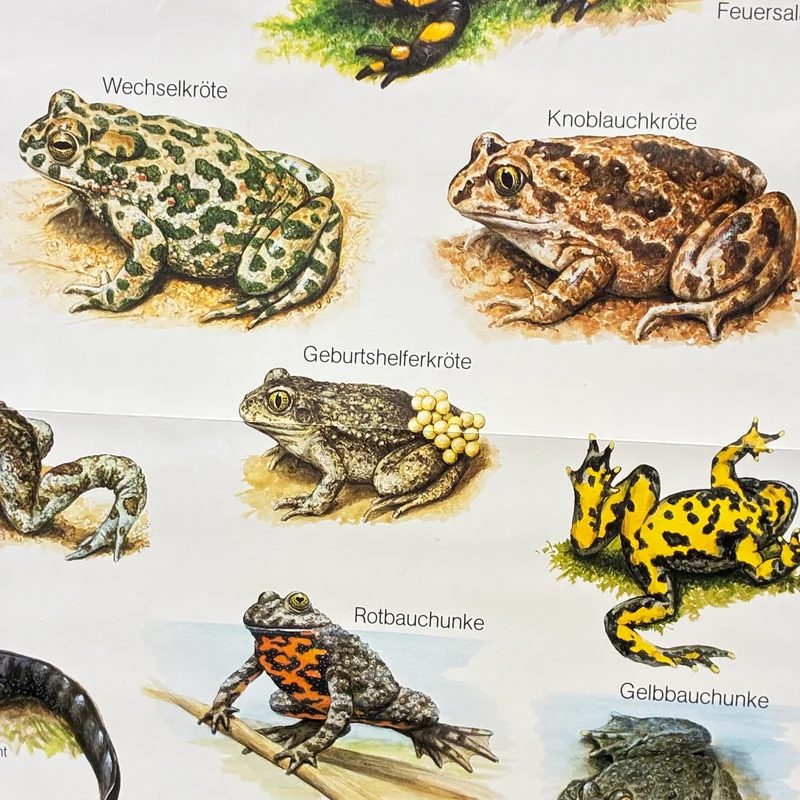 Vintage Schulkarte – Einheimische Lurche – Biologie Lehrtafel Rollbild Gebraucht