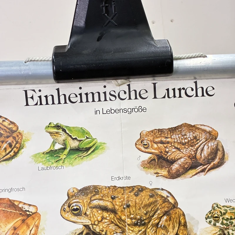 Vintage Schulkarte – Einheimische Lurche – Biologie Lehrtafel Rollbild Gebraucht