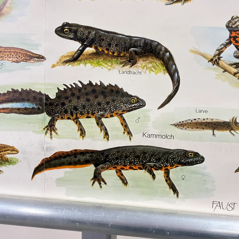 Vintage Schulkarte – Einheimische Lurche – Biologie Lehrtafel Rollbild Gebraucht