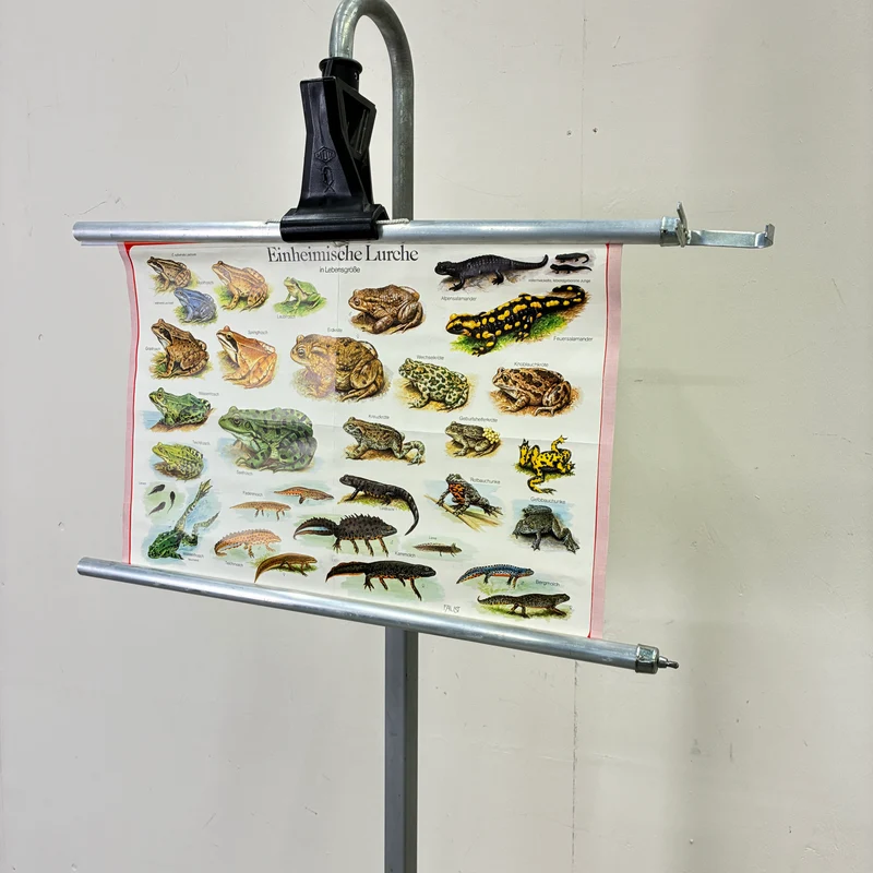 Vintage Schulkarte – Einheimische Lurche – Biologie Lehrtafel Rollbild Gebraucht