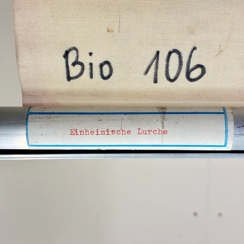 Vintage Schulkarte – Einheimische Lurche – Biologie Lehrtafel Rollbild Gebraucht