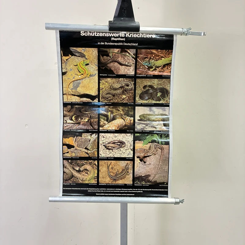 Vintage Schulkarte – Schützenswerte Kriechtiere – Biologie Lehrtafel Rollbild Gebraucht
